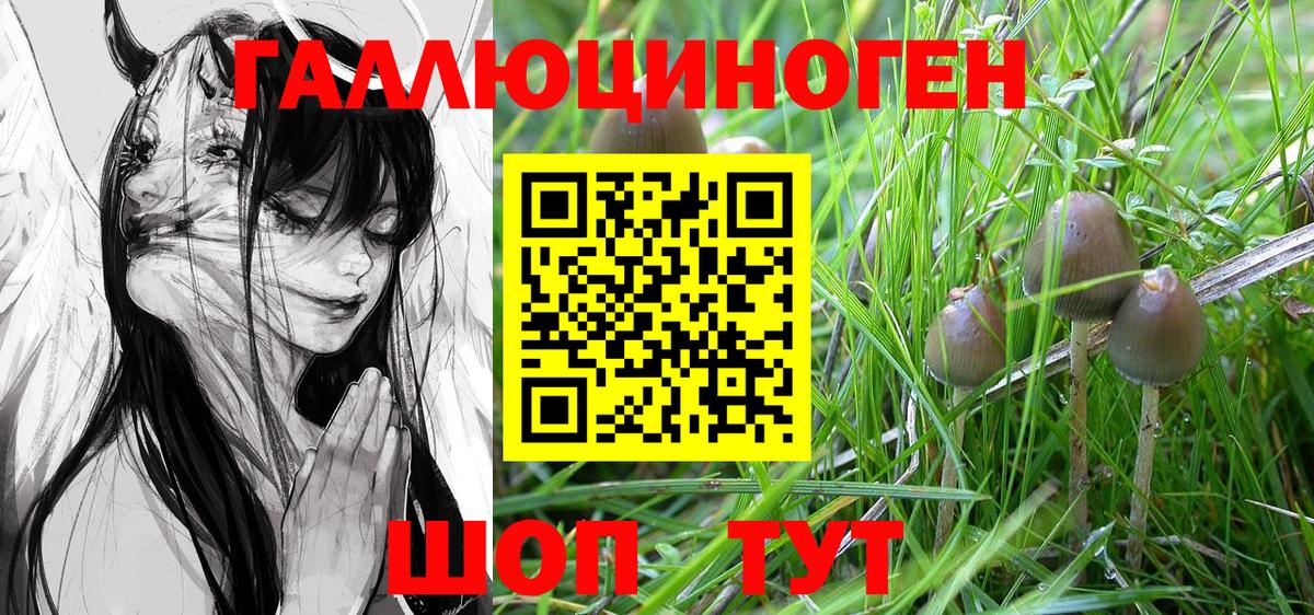 Чернушка  Псилоцибиновые грибы мицелий  Вход с VPN 