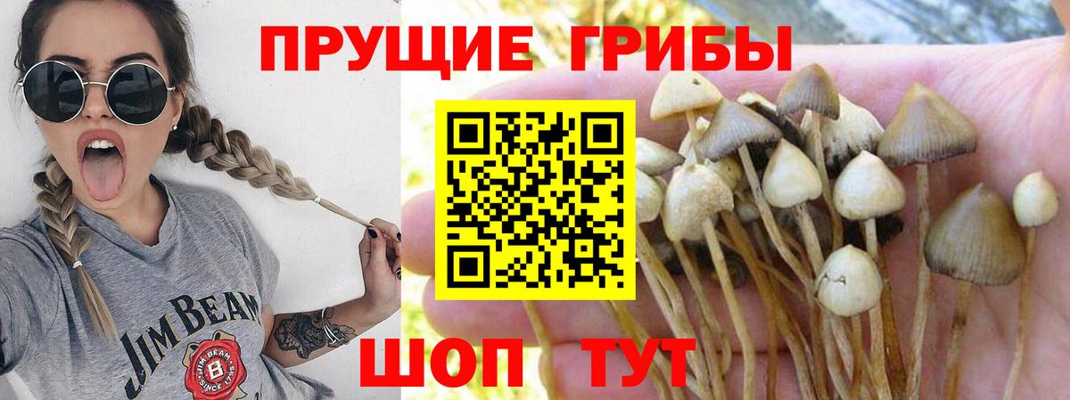 Псилоцибиновые грибы Cubensis Чернушка
